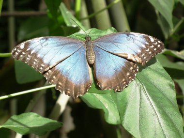 Kelebek