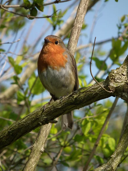 Robin... — Fotografia de Stock