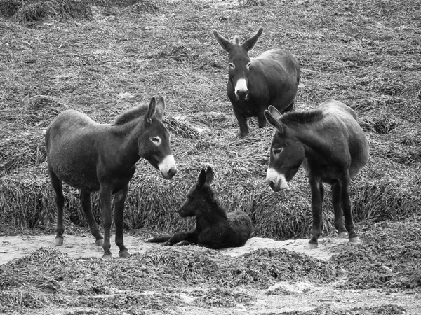 Burros. — Foto de Stock