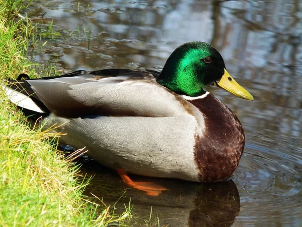 Canards colverts — Photo