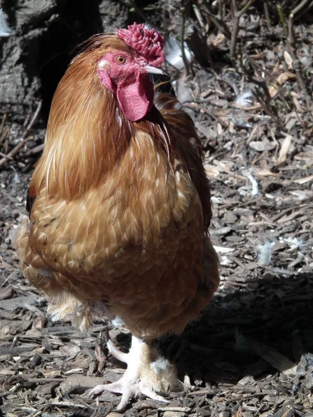 Hens — Stock Photo, Image