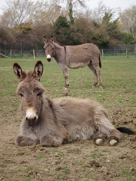 Burros. — Foto de Stock