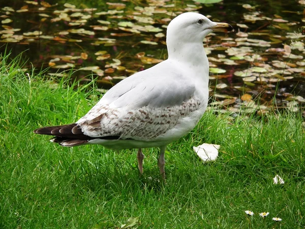 Gaivotas — Fotografia de Stock