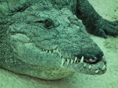 crocodiles and aligators clipart