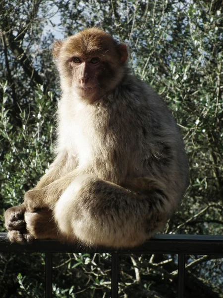 Gibralter maymunlar — Stok fotoğraf