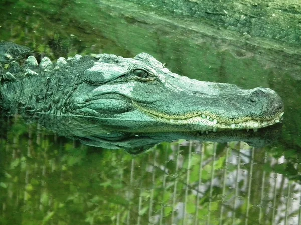 Cocodrilos y aligátores —  Fotos de Stock