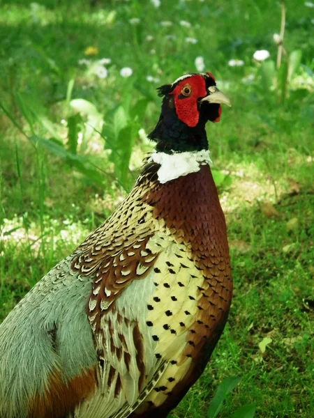 Pheasants — Stock Photo, Image