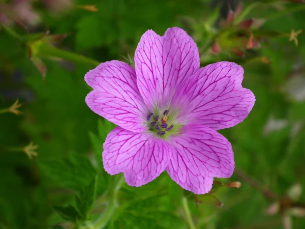 Blommor — Stockfoto