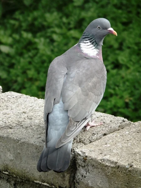 Wood pigeons, — Stock Photo, Image