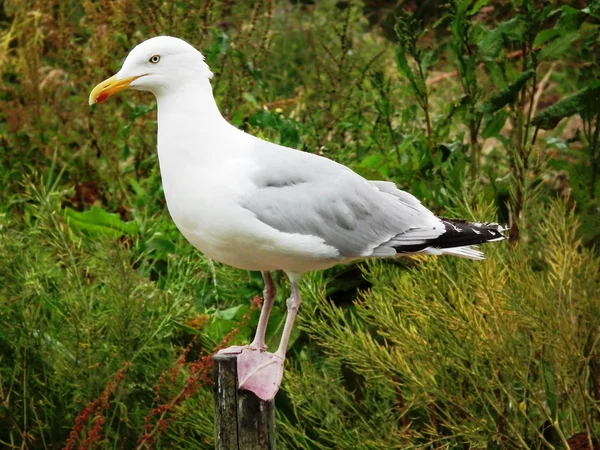 Möwen — Stockfoto