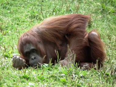 orangutan