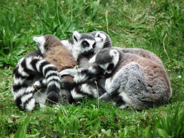 halka kuyruklu Lemurlar