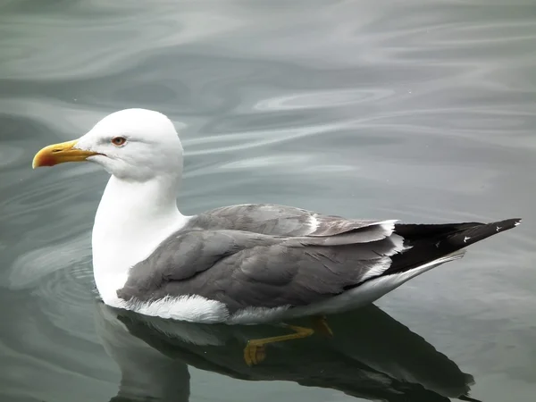 Möwen, — Stockfoto