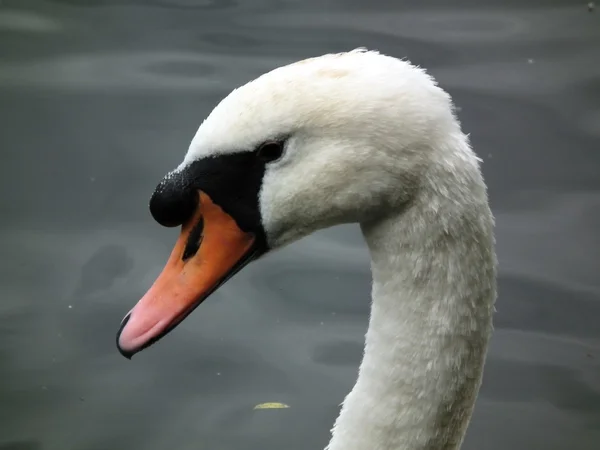 Cisne mudo — Fotografia de Stock