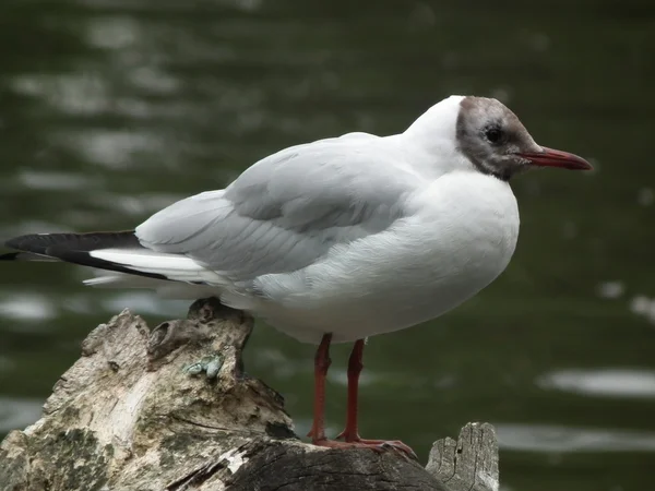 Mouettes et mouettes, — Photo