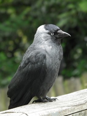 küçük karga