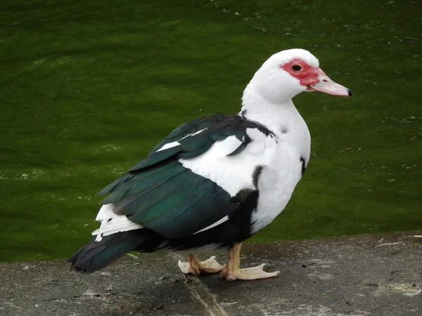 Ducks — Stock fotografie