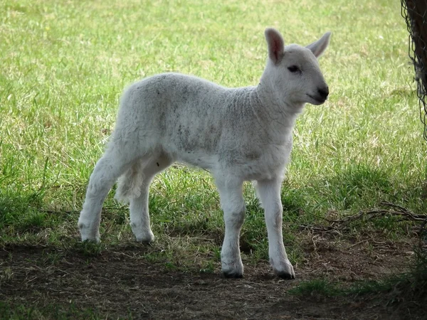 Sheep — Stock Photo, Image