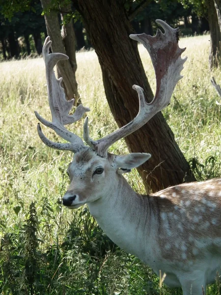 Fallow deer — Stock Photo, Image