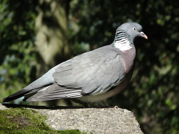 Woodpigeons — стокове фото