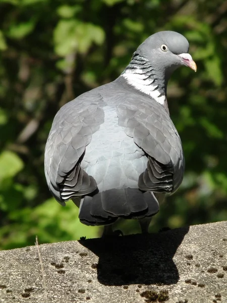Woodpigeons — стоковое фото