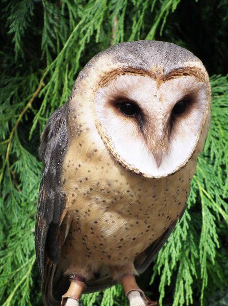 barn owl