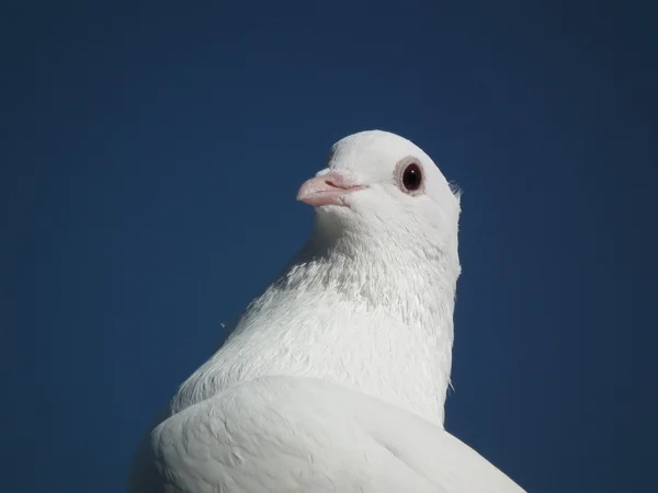 Pigeons — Photo