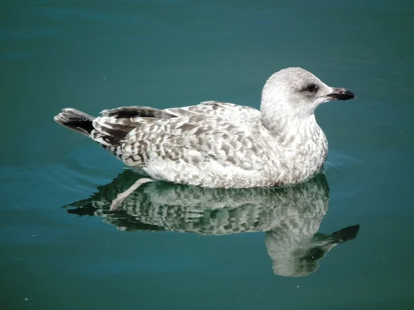 Gaivotas — Fotografia de Stock