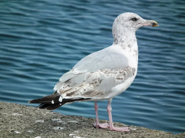 Seagulls — Stock Photo, Image