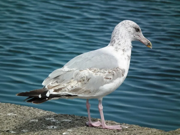 Fiskmåsar — Stockfoto