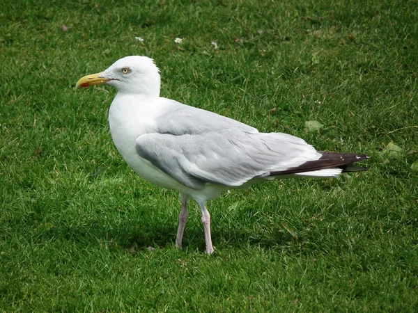 Meeuwen — Stockfoto