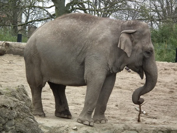 Elefante — Foto de Stock