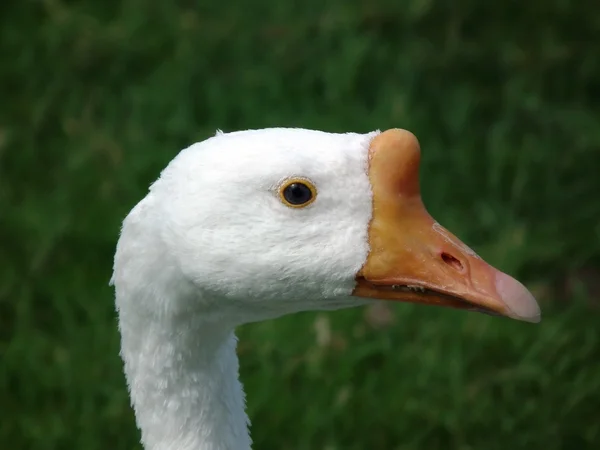 Gänse — Stockfoto