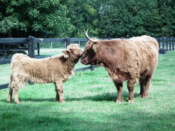 Vaches et taureaux — Photo