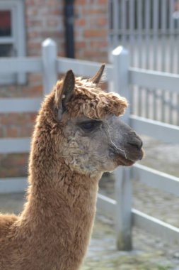 Hayvanların yalanı