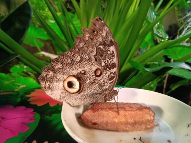 Kelebeklerin hayatı