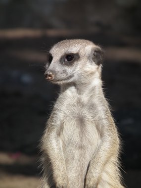 belki meerkat