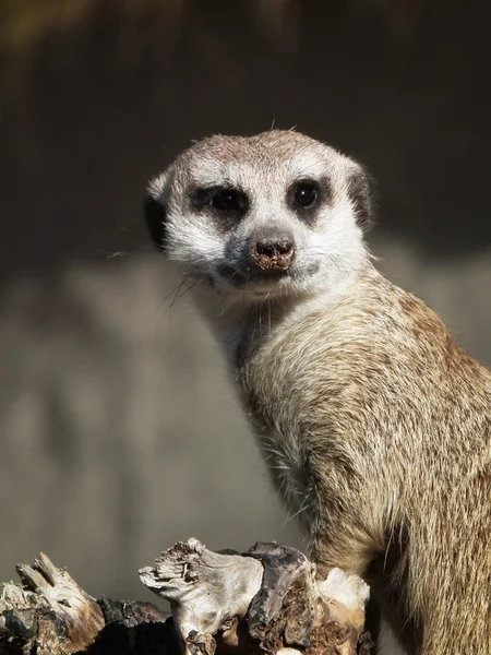 O poder meerkat — Fotografia de Stock