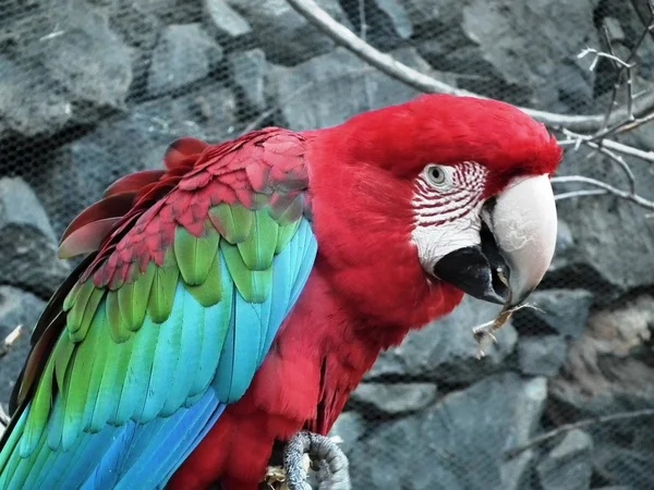 papağan ve Amerika papağanı