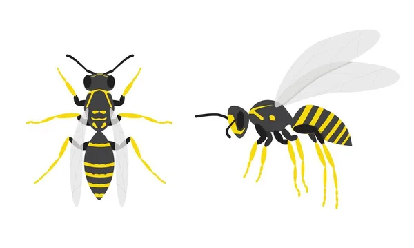 Des guêpes. Un ensemble de deux insectes. Vue supérieure et latérale. — Image vectorielle
