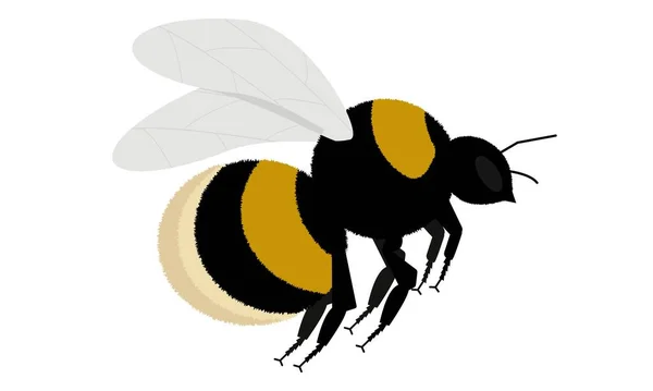 Bumblebee em voo em um fundo branco — Vetor de Stock