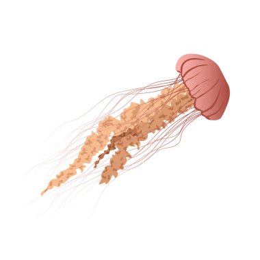 vector illustration jellyfish. clip art isolated on white background.