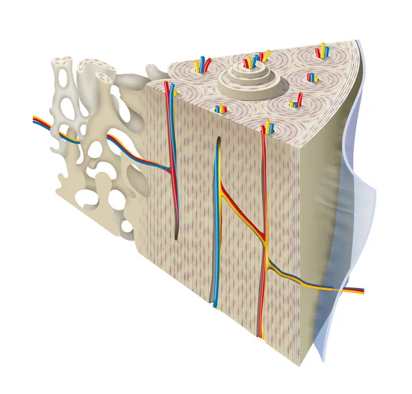 Anatomia Dell Osso Compatto — Foto Stock