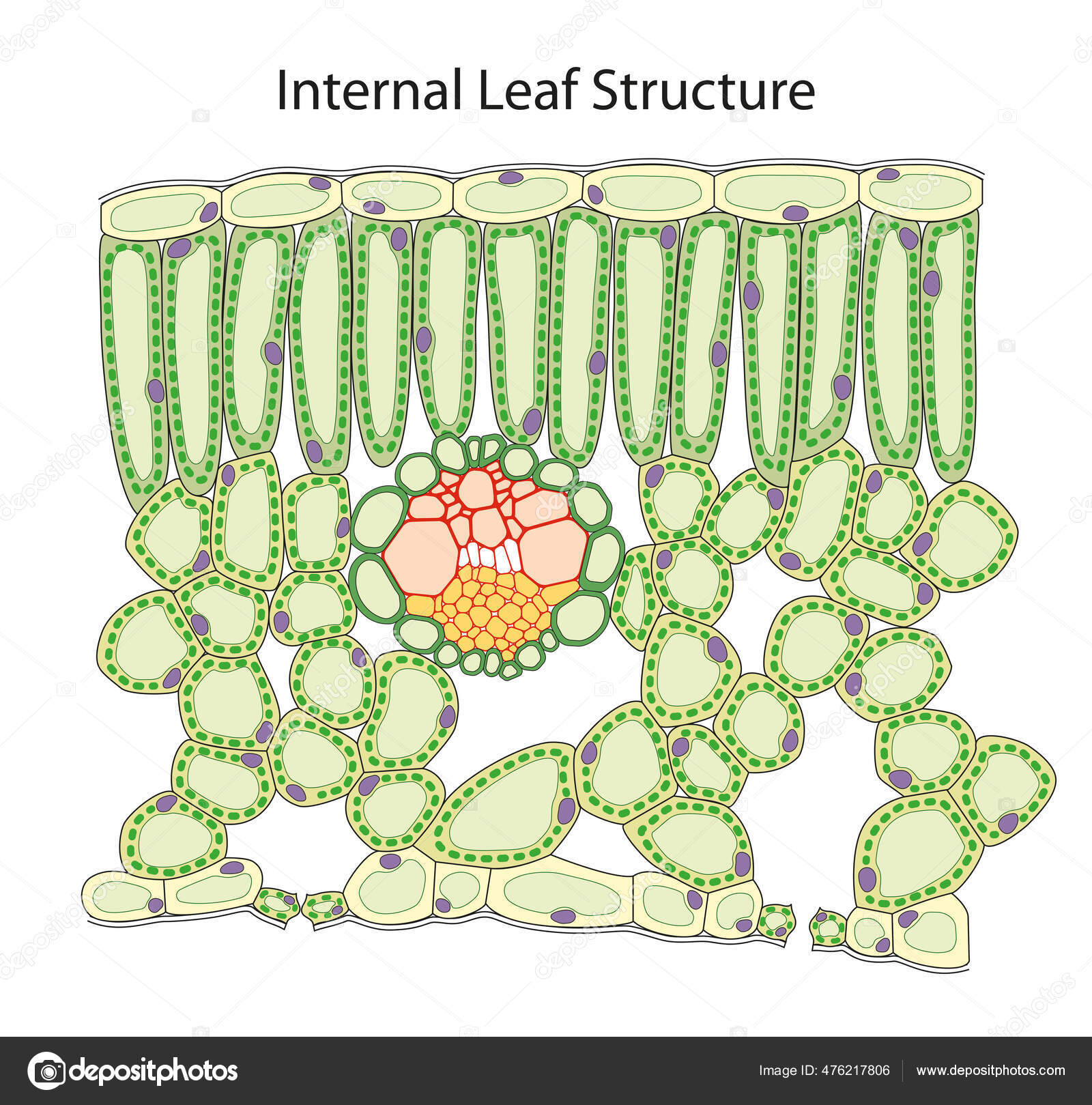 Internal Structure Leaf — Stock Photo © aldonagriskeviciene #476217806