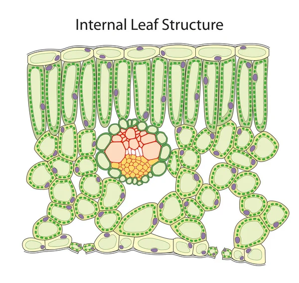 Interne Structuur Van Een Blad — Stockfoto