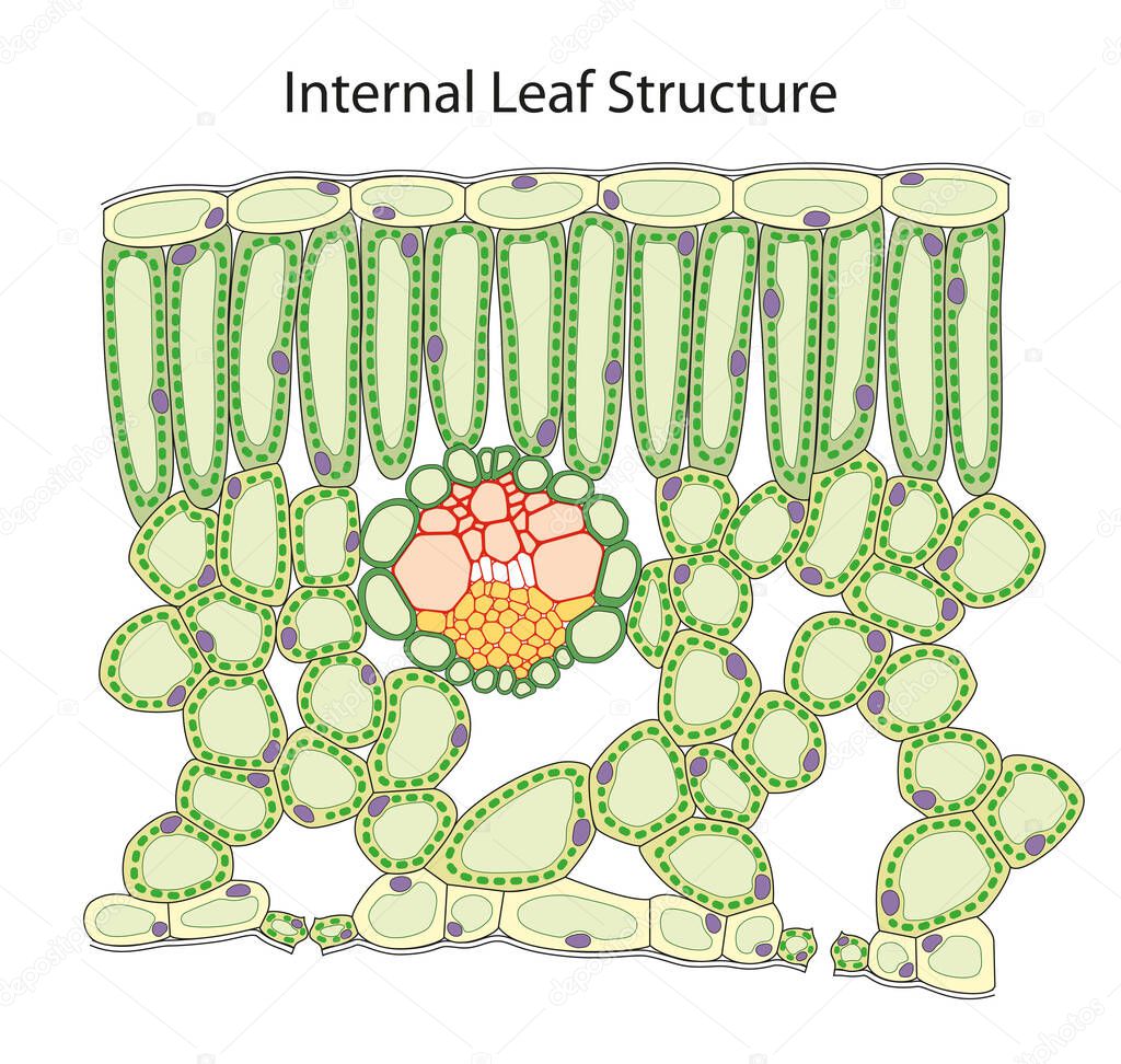Internal structure of a leaf
