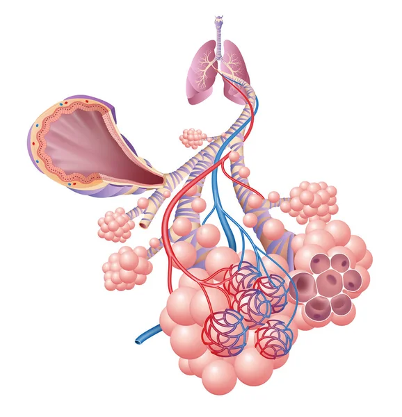 Anatomía Pulmones Sanos Bronquios Alvéolos — Foto de Stock