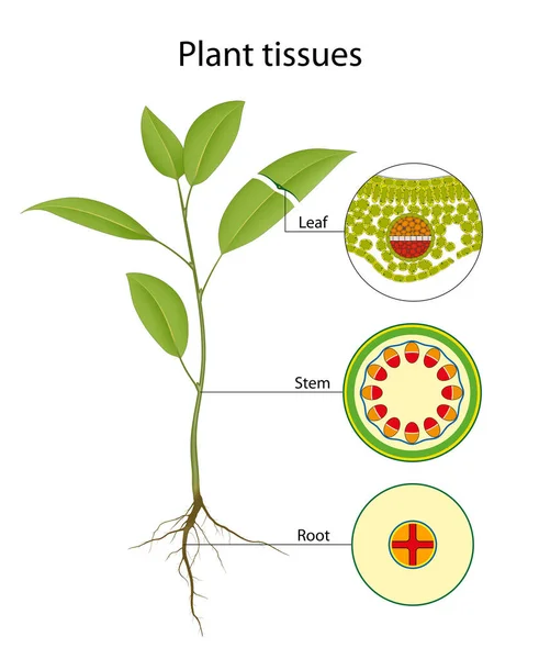Typy Tkání Rostlinách — Stock fotografie