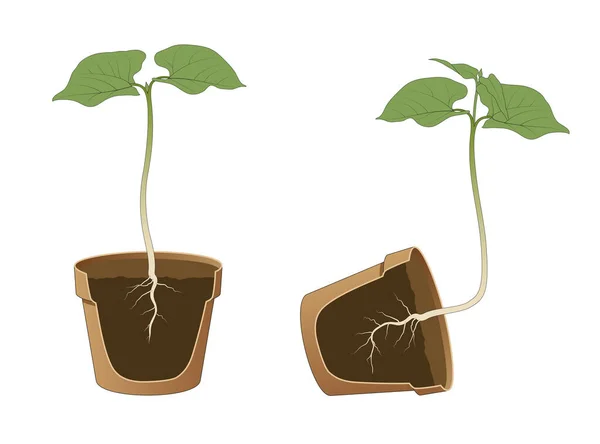 Pozitif ve negatif jeotropism (gravitropism, yerçekimi)