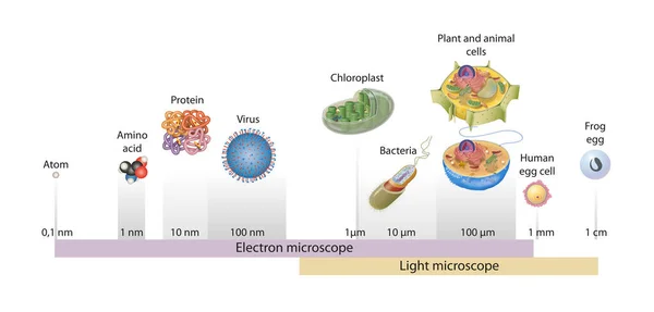 Sizes of cells drawn on a logarithmic scale, indicating the range of readily resolvable objects in the light and electron microscope